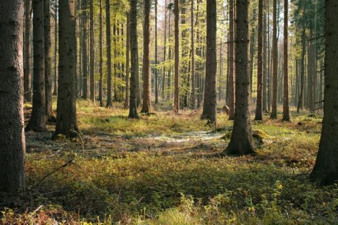 Miško savininkams – mokestis už parduotą medieną ir nenukirstą mišką