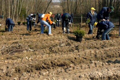 Kasmet – ne mažiau kaip po 3000 ha naujų miškų
