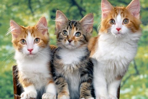 Veterinarijos gydytojos patarimai kačių laikytojams