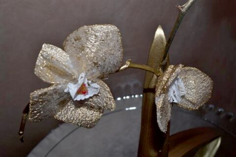Gėlių augintojos muša rekordus: jų namuose auga po 150 orchidėjų