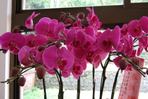 Orchidėjų šou pakvies šių gėlių mylėtojus