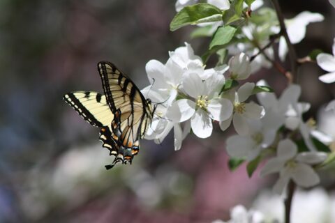 Sinoptikai: orai kasdien šils vis labiau