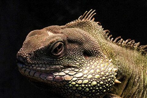 Naujas sezonas zoologijos sode – nauji gyvūnai