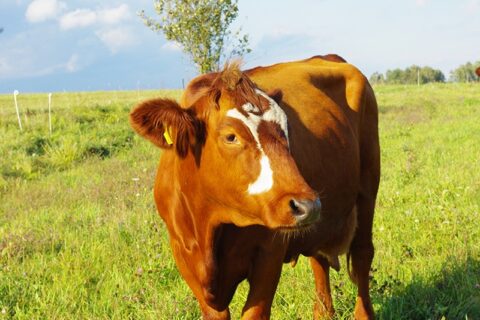 Gyvulininkystė – ne verslas, o gyvenimo būdas