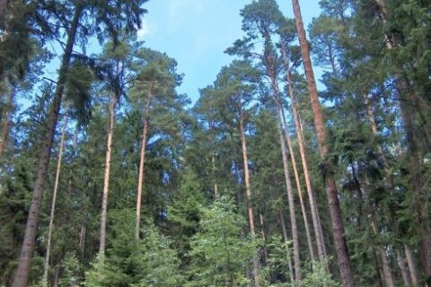 Miškų aplinkosaugos vertei didinti – 11,5 mln. eurų