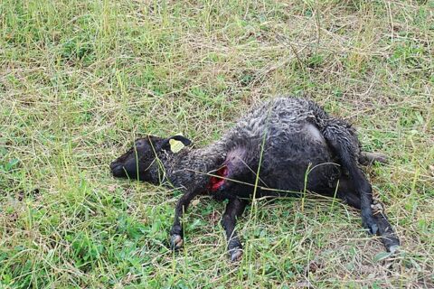 Po vilkų dieninės puotos – 34 negyvos avys ir ėriukai