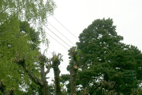 Netinkamai prižiūrimi želdiniai lemia nemažai elektros tiekimo sutrikimų
