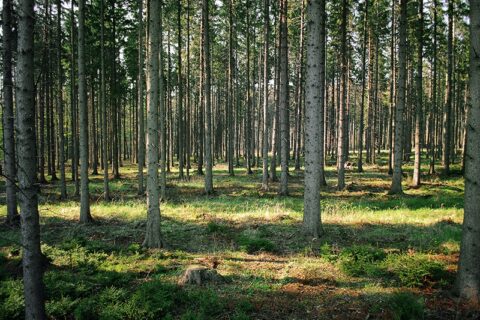 Mišką valdantys gyventojai mokestį privalo sumokėti iki liepos vidurio