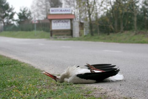 Keliuose vis dažniau žūsta baltieji gandrai
