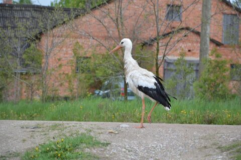 Švento Baltramiejaus dieną Lietuvą palieka gandrai
