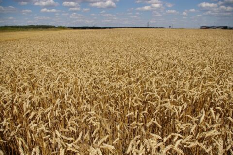 Karšti orai spartina javapjūtės darbus