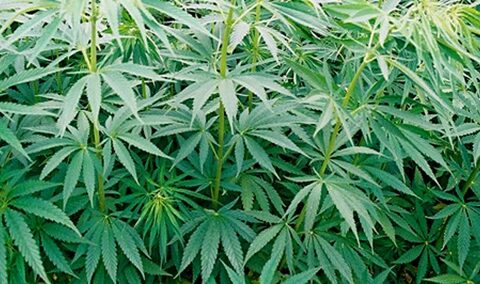 Pluoštinių kanapių produktų tiekėjai privalo žinoti