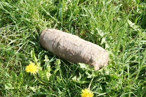 Vyžuonų miške rastas sprogmuo
