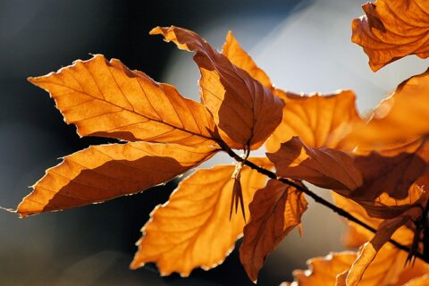 Numatomas sausesnis ir ramesnis laiko tarpsnis