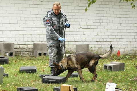 Kinologų varžybose paaiškės geriausi keturkojai
