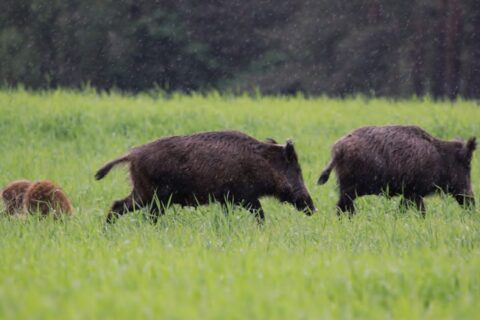 Už sumedžiotas šernų pateles – išmokos medžiotojams