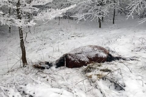 Prie sienos su Baltarusija išmestas nugaišęs arklys