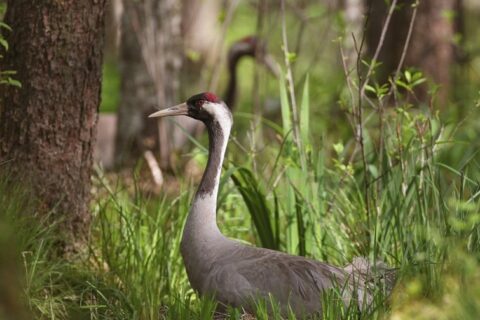 Priemonei „Natura 2000“ – 6,56 mln. eurų