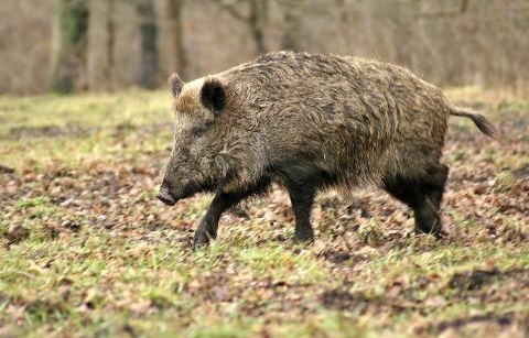 Klastingasis afrikinis kiaulių maras gali būti įveiktas tik bendromis pastangomis