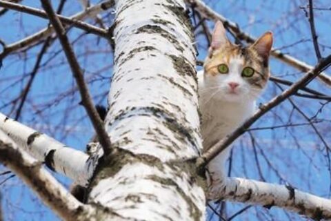 Iš medžio iškėlė katiną