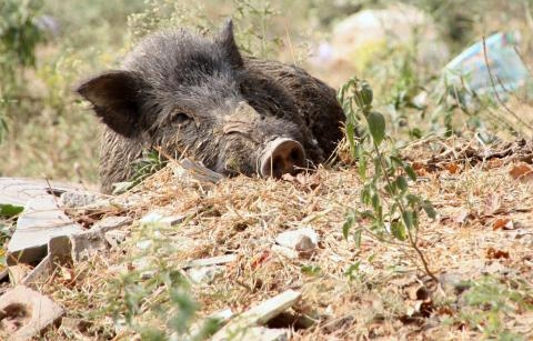 Per savaitę nustatyti septyni afrikiniu kiaulių maru užsikrėtę šernai