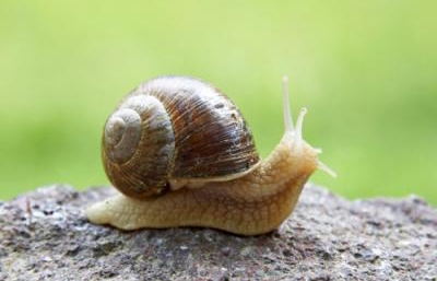 Ką sraigių rinkėjai privalo žinoti?
