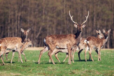 Lietuvos miškuose padaugėjo elninių žvėrių