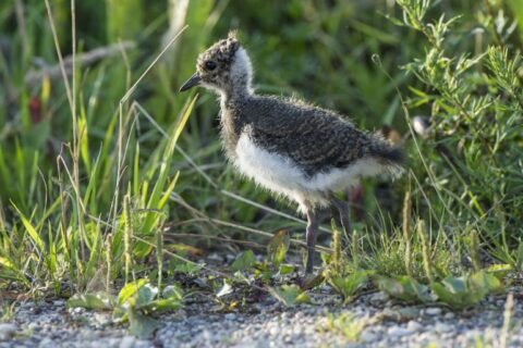 Šienapjūtė – pavojingas metas gyvūnams ir jų jaunikliams