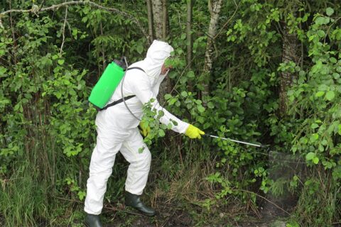 Rasta antroji šerno, užsikrėtusio afrikiniu kiaulių maru, gaišena