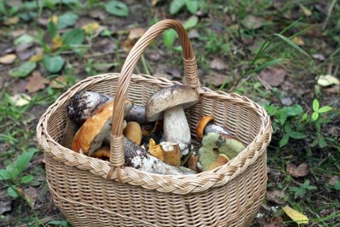 Aplinkosaugininkai įspėja: vietoj miško gėrybių, neparsineškite protokolo