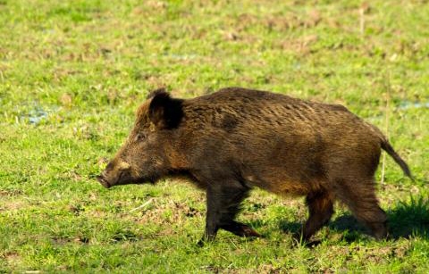 Medžiotojai įpareigojami tikrinti teritorijas aplink kiaulių laikymo vietas