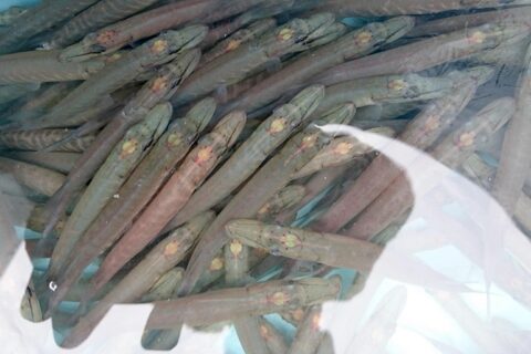 Gausinamos plėšriųjų žuvų populiacijos