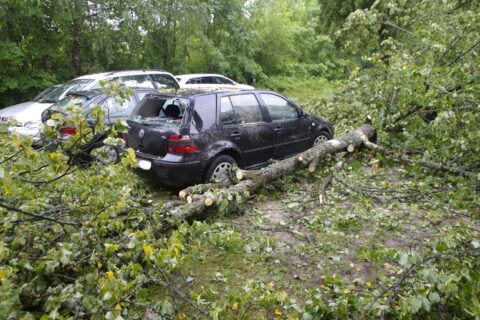 Valdininkų be dėmesio palikta liepa sumaitojo automobilį