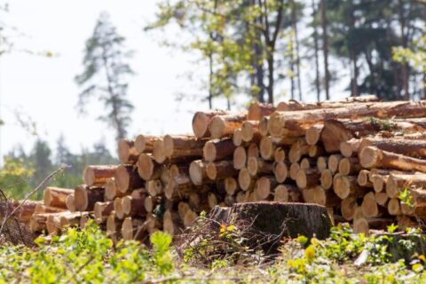 Privačių miškų savininkams atėjo metas deklaruoti ir sumokėti mokesčius