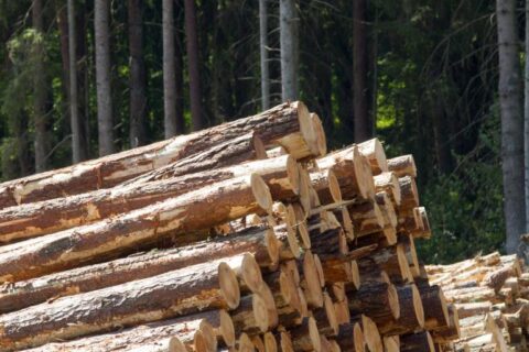 Per pirmąjį pusmetį šalyje gerokai sumažėjo neteisėtų miško kirtimų