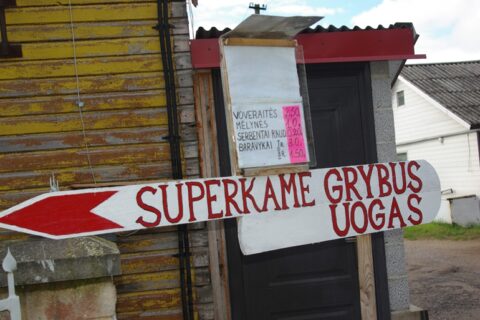 Prasidėjęs grybų sezonas grybautojus gena į miškus