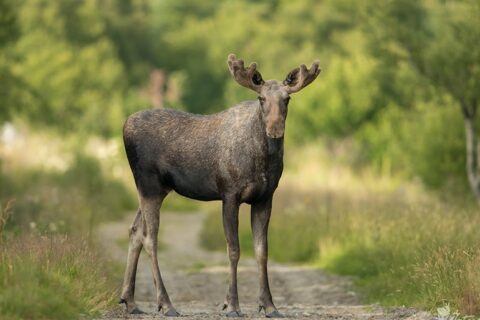 Ankstyvą rytą krauju susitepė rankas