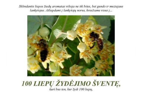 Stripeikiuose – 100 liepų žydėjimo šventė