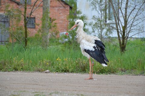 Keli įdomūs faktai apie išskrendančius gandrus