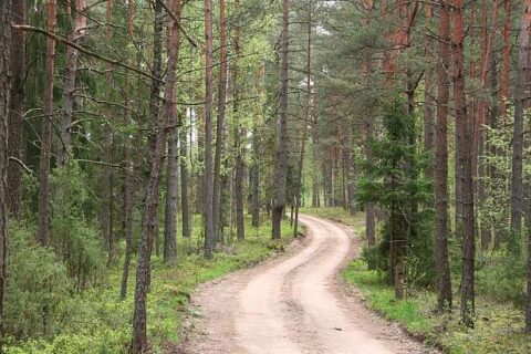 Sutvarkyta (suremontuota) per 20 kilometrų Utenos ir Molėtų rajonų miško kelių