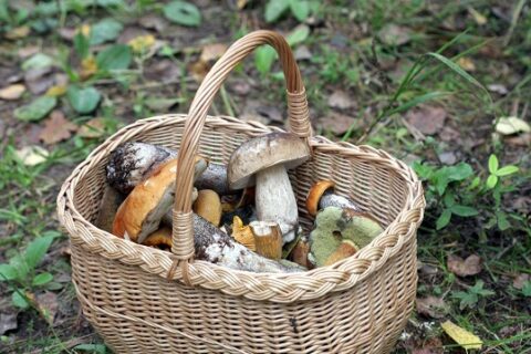 Daug diskusijų kėlusios grybavimo taisyklės panaikintos