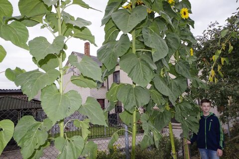 Šiųmetė vasara išaugino saulėgrąžas gigantes