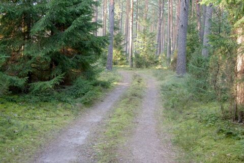 Miško keliukų tvarkymui – 142 tūkst. eurų