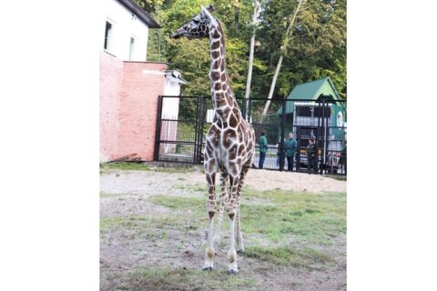Zoologijos sode apsigyveno žirafa Nino