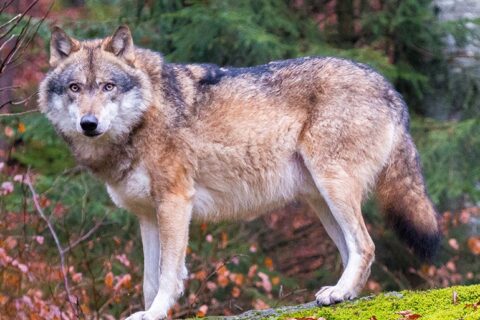 Per būsimą medžioklės sezoną leista sumedžioti 60 vilkų