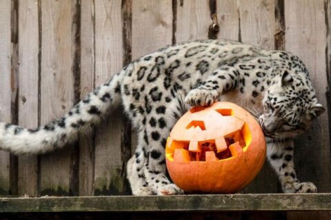 Lietuvos zoologijos sodo gyventojams – 300 moliūgų