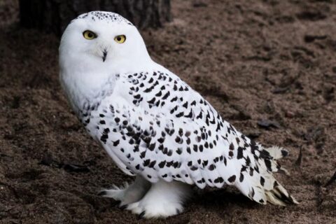 Lietuvos zoologijos sode – nauja gyventoja