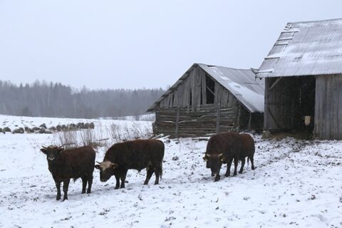 Už galvijų nepriežiūrą – juokingos baudos