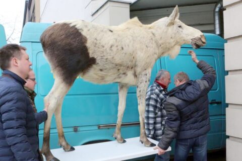Zoologijos muziejaus kolekcija praturtėjo unikaliu eksponatu