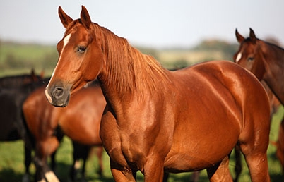 Peržiūrimi veterinarijos reikalavimai varžybose dalyvaujantiems žirgams